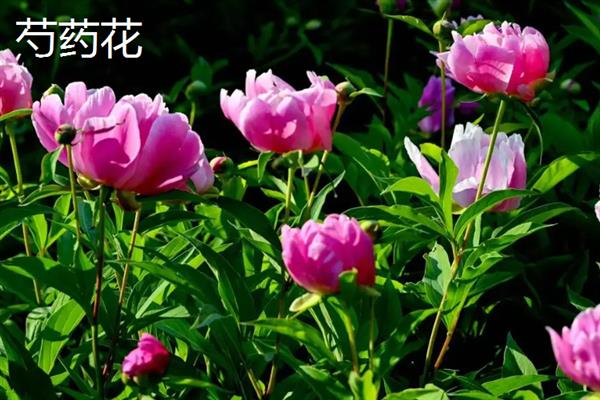 有哪些粉红色的花，常见的有桃花、梅花、海棠花等