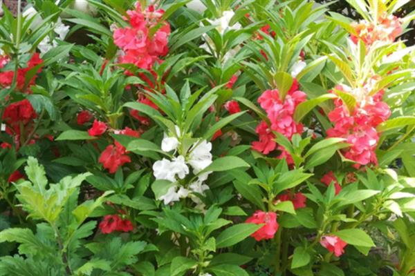 有哪些粉红色的花，常见的有桃花、梅花、海棠花等