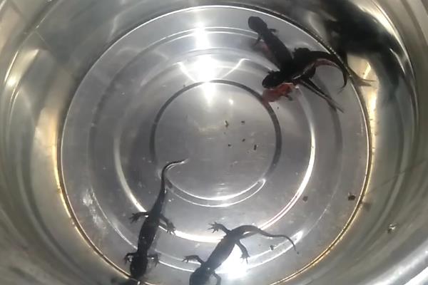 东方蝾螈能活多久，能活5-10年