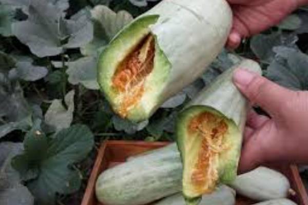 露天种植羊角蜜的方法，可以在3-4月份进行