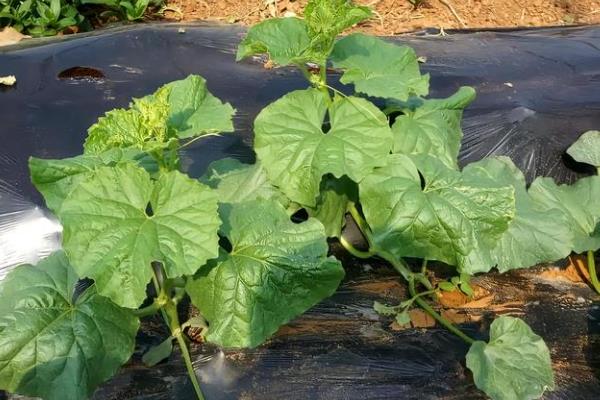 露天种植羊角蜜的方法，可以在3-4月份进行