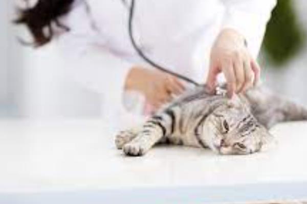 怎么选猫咪感冒药，一定要选择吸收、药效快的感冒药