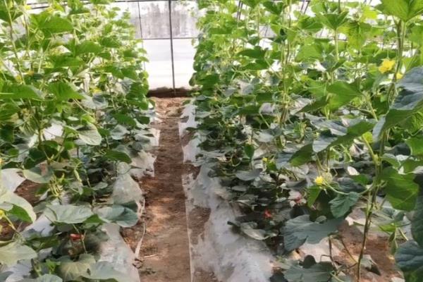 露天种植羊角蜜的方法，可以在3-4月份进行