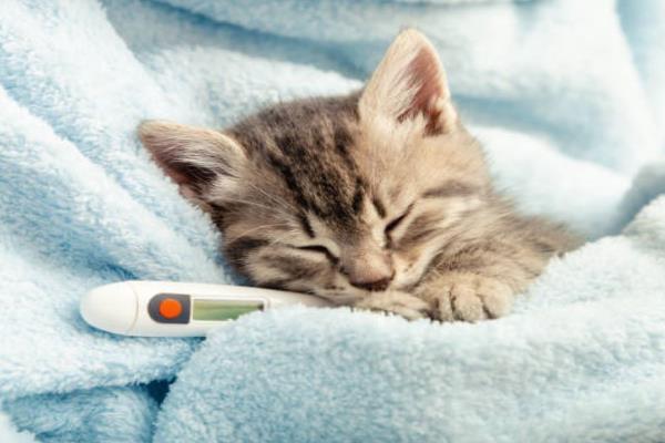 怎么选猫咪感冒药，一定要选择吸收、药效快的感冒药