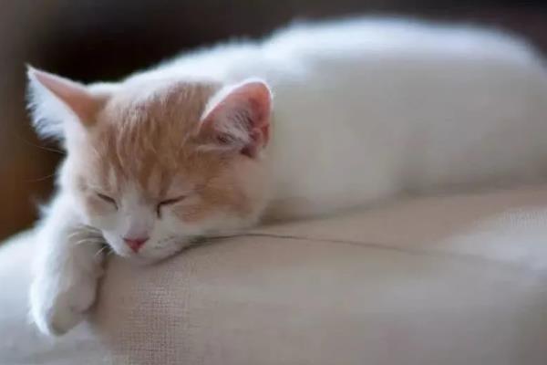 怎么选猫咪感冒药，一定要选择吸收、药效快的感冒药