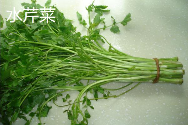 有哪些野菜，常见的有水芹菜、车前草、蕨菜等