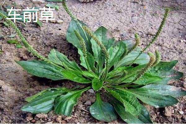 有哪些野菜，常见的有水芹菜、车前草、蕨菜等