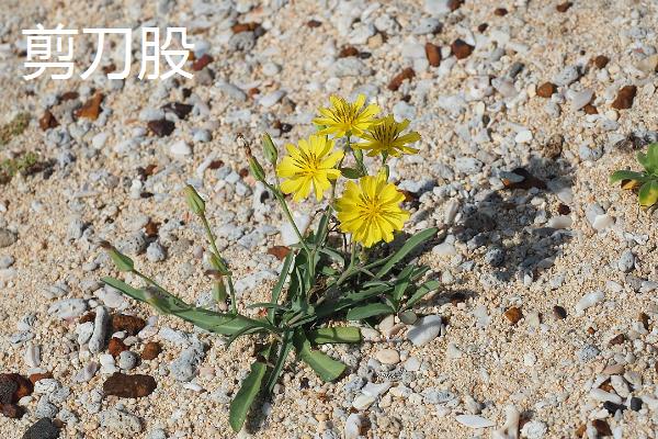 有哪些野菜，常见的有水芹菜、车前草、蕨菜等