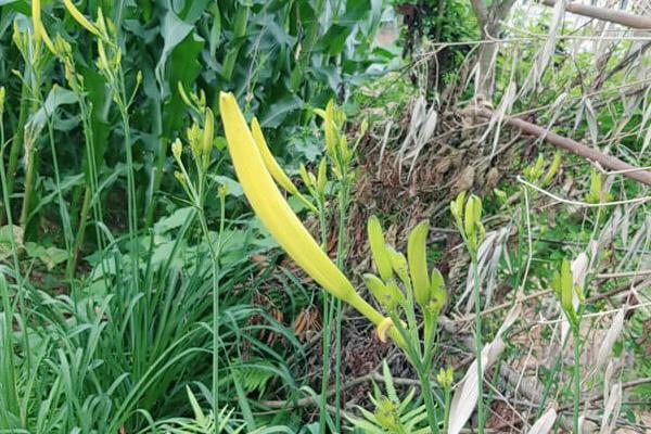 有哪些野菜，常见的有水芹菜、车前草、蕨菜等