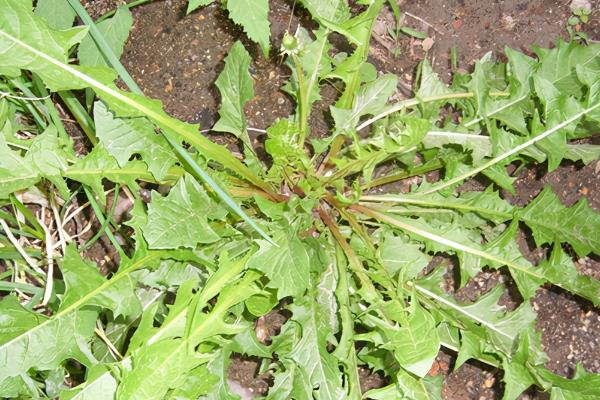 有哪些野菜，常见的有水芹菜、车前草、蕨菜等