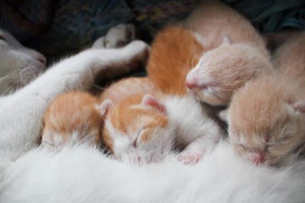 猫多久驱虫一次，建议1个月做一次体外驱虫