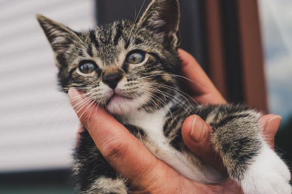 猫多久驱虫一次，建议1个月做一次体外驱虫