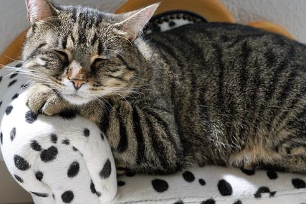 猫多久驱虫一次，建议1个月做一次体外驱虫