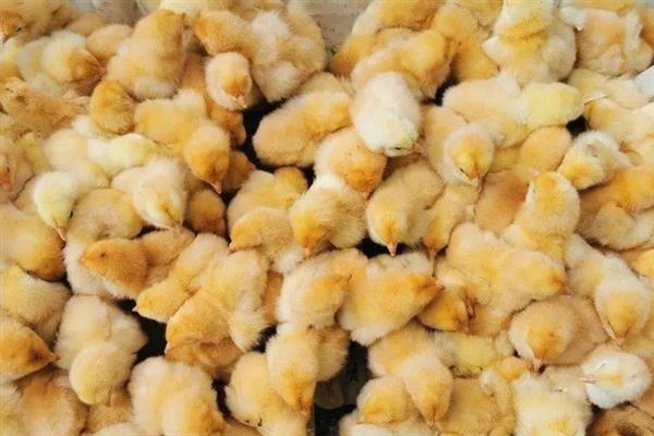 三黄鸡如何养殖，其饮水量是采食量的2-3倍