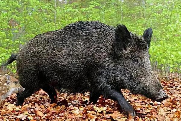 野猪喜欢在雨天下山的原因，是由于此时不容易遭受人类的攻击