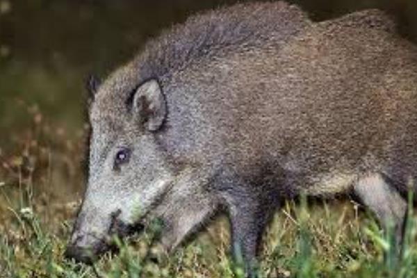 野猪喜欢在雨天下山的原因，是由于此时不容易遭受人类的攻击