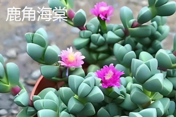 碧玉莲和鹿角海棠有什么区别，最大的区别就是形态特征不同