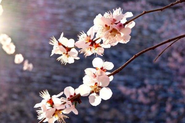 梅花干枯后如何救活，可减少施肥和光照等
