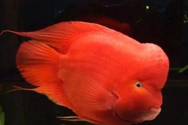 鹦鹉鱼有哪些品种，常见的有金刚鹦鹉鱼和黄鹦鹉鱼