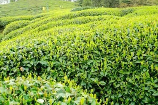 茶苗除草剂有哪些，可以选用克无踪和草甘磷等除草剂