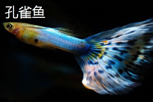 鹦鹉鱼有哪些品种，常见的有金刚鹦鹉鱼和黄鹦鹉鱼