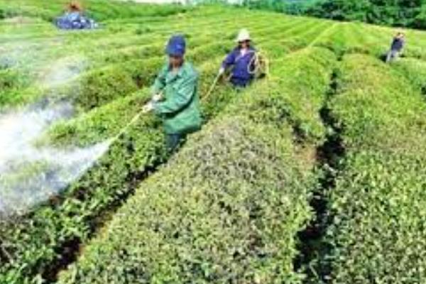 茶苗除草剂有哪些，可以选用克无踪和草甘磷等除草剂