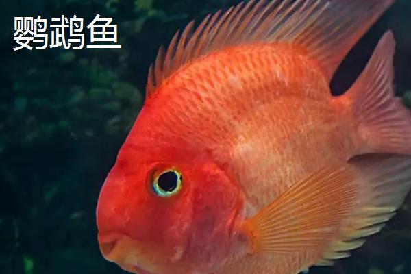 鹦鹉鱼有哪些品种，常见的有金刚鹦鹉鱼和黄鹦鹉鱼