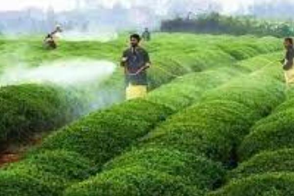茶苗除草剂有哪些，可以选用克无踪和草甘磷等除草剂