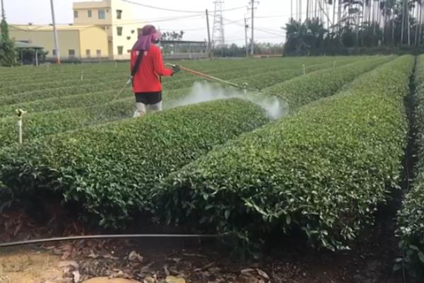 茶苗除草剂有哪些，可以选用克无踪和草甘磷等除草剂