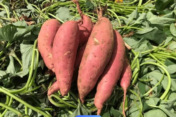 红薯什么时候成熟，通常为7-11月份成熟