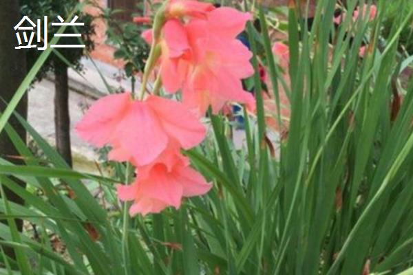 形容女子坚韧的植物种类，常见的有剑兰、梅花等