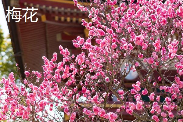 形容女子坚韧的植物种类，常见的有剑兰、梅花等