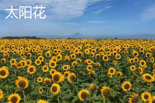 形容女子坚韧的植物种类，常见的有剑兰、梅花等