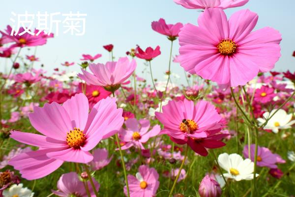 形容女子坚韧的植物种类，常见的有剑兰、梅花等