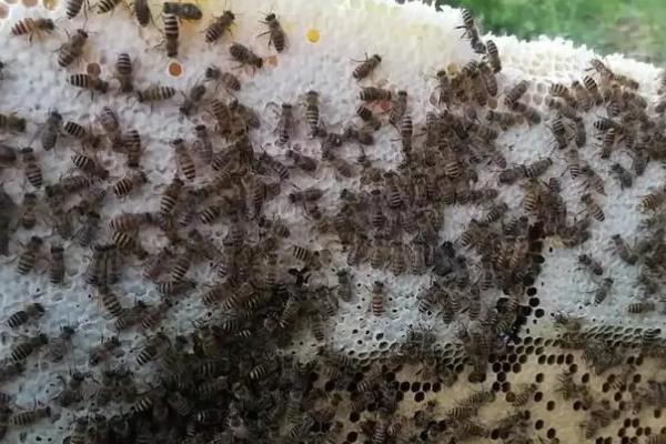 中蜂春繁怎样才能让蜂造脾，要对其饲喂优质饲料