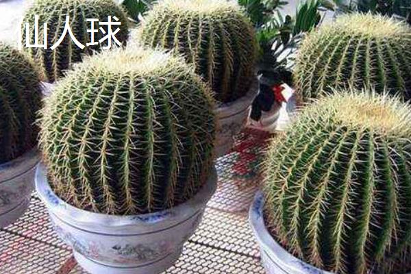 形容女子坚韧的植物种类，常见的有剑兰、梅花等
