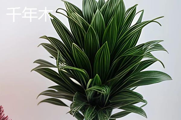 形容女子坚韧的植物种类，常见的有剑兰、梅花等