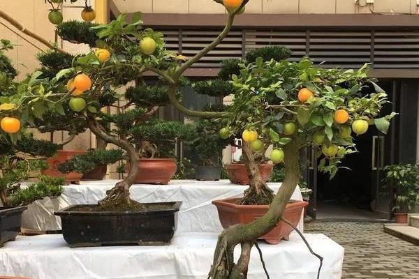 金弹子的栽培与管理办法，瓦盆或陶盆作为栽培的容器为佳