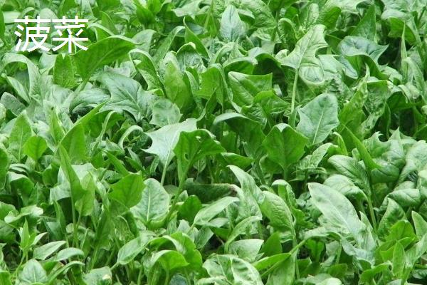 2月适合种植哪些菜，适合种植黄瓜、菠菜、胡萝卜等