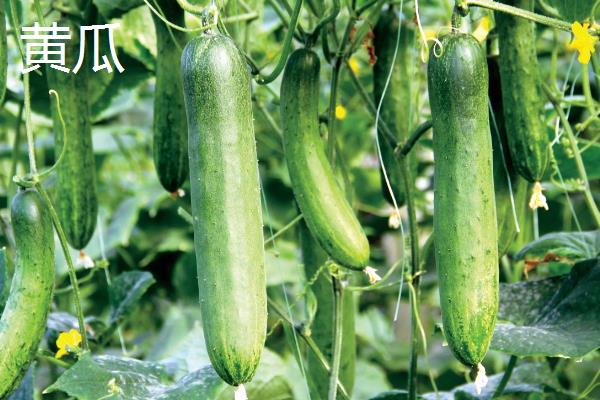2月适合种植哪些菜，适合种植黄瓜、菠菜、胡萝卜等