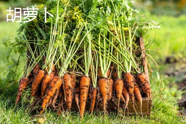 2月适合种植哪些菜，适合种植黄瓜、菠菜、胡萝卜等