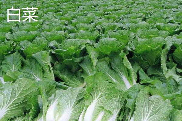 2月适合种植哪些菜，适合种植黄瓜、菠菜、胡萝卜等