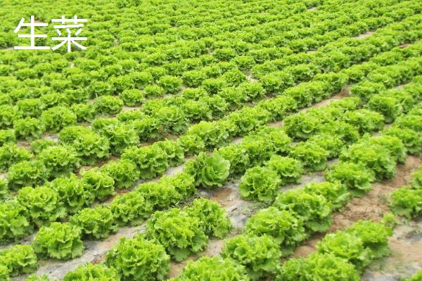 2月适合种植哪些菜，适合种植黄瓜、菠菜、胡萝卜等