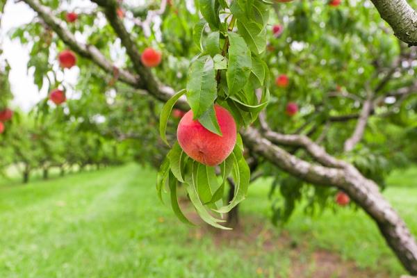 2月适合种植哪些菜，适合种植黄瓜、菠菜、胡萝卜等