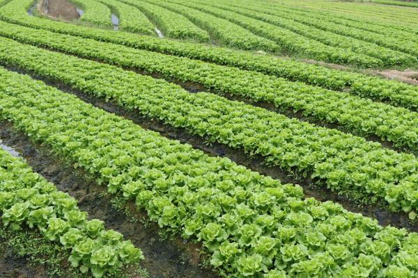2月适合种植哪些菜，适合种植黄瓜、菠菜、胡萝卜等