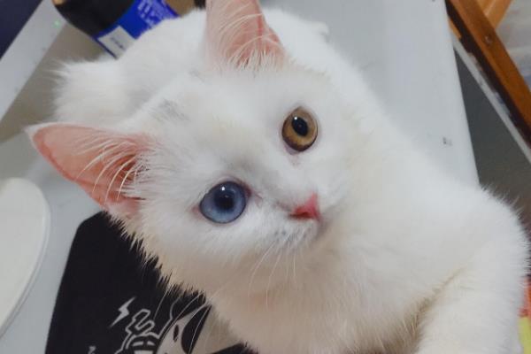 纯白异瞳猫的相关介绍，属于狮子猫品种、双眼分别呈黄色和蓝色