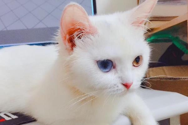 纯白异瞳猫的相关介绍，属于狮子猫品种、双眼分别呈黄色和蓝色