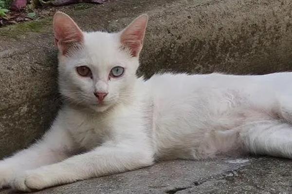 纯白异瞳猫的相关介绍，属于狮子猫品种、双眼分别呈黄色和蓝色