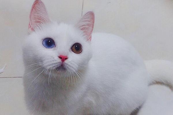 纯白异瞳猫的相关介绍，属于狮子猫品种、双眼分别呈黄色和蓝色