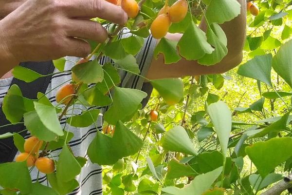 白果的采摘季节，9-10月采摘